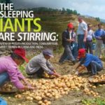 sum2011-1-emerging-potato-industries