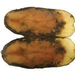 Potato infected with pink rot and late blight.