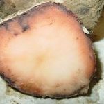 Potato infected with pink rot.