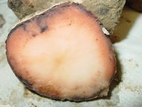 Potato infected with pink rot.