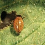 colorado-potato-beetle-larva