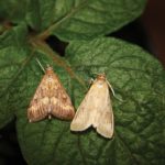 corn-borer-moth