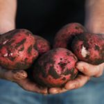 fresh-picked-potatoes