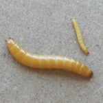 controlling-wireworms