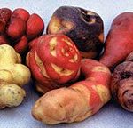 potato-diversity