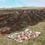 potato-harvest-in-the-andes