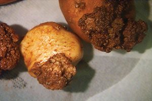 Tubers infected with potato wart