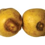 potato-virus-y