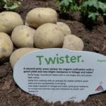 potato-days-netherlands-2016-twister-agrico