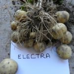 ssf16-6-electra-from-real-potatoes0004