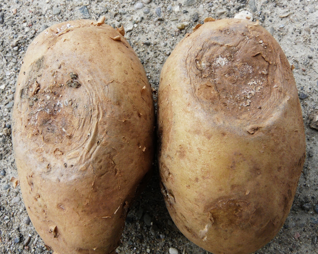 Potato Tubers