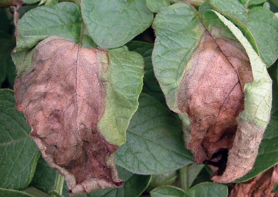 Potato Late Blight Management Spud Smart