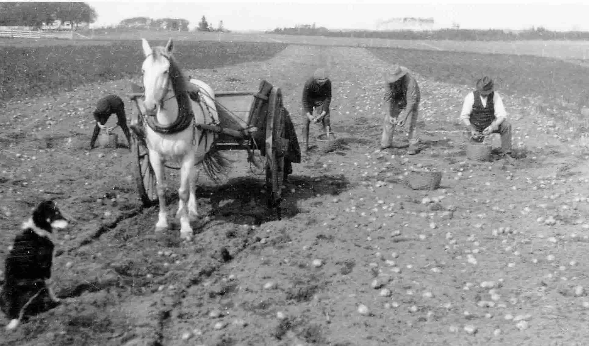 Celebrating 150-plus years of potato production - Spud Smart 