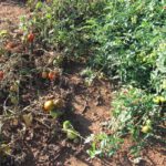 SS susceptible and more resistant tomato 4539 RP