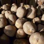 2019 Leamington New Potatoes