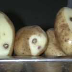 Potato Plantmaster, Damage, Peeled, Calcium, Harvest