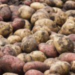 unwashed raw fresh potatoes, food background
