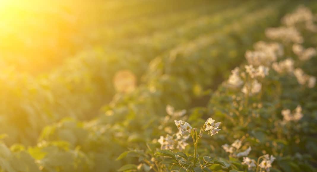 Potato field in sunset