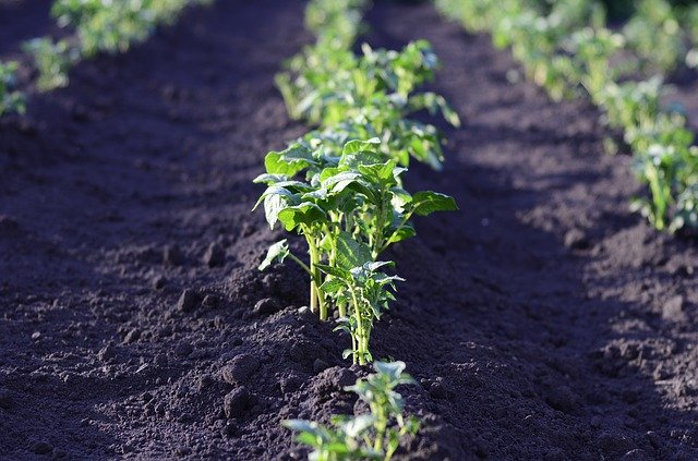 Potato plants in a row in a field