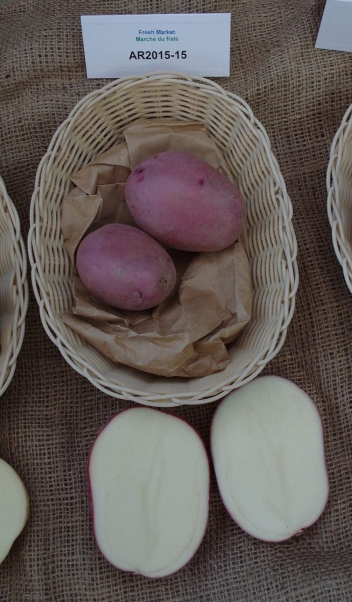 Alliston potato variety