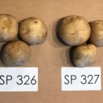 Sunrise Potato SP326 and SP327 potato varieties