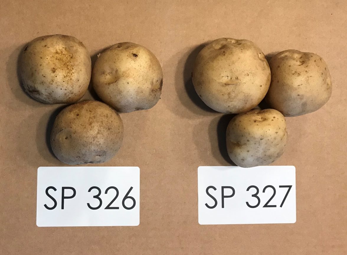 Alliston potato variety