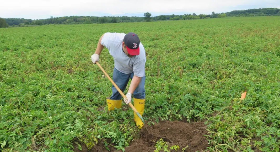 Ka mālama ʻana i kāu mau spuds