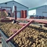 Potato sorting