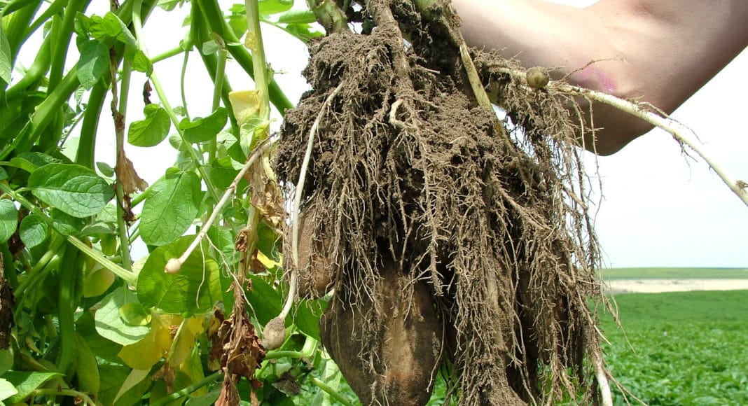 Potato root growth