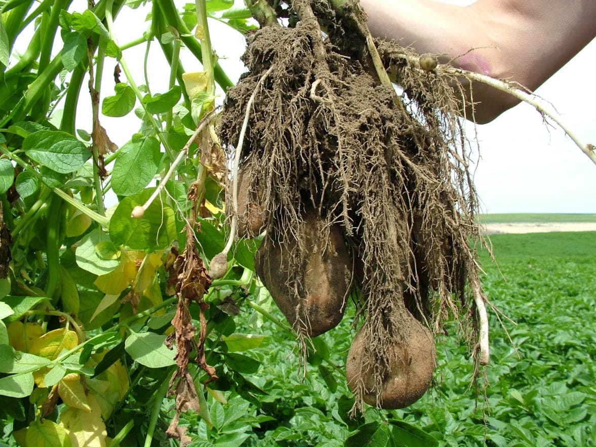 Potato root growth