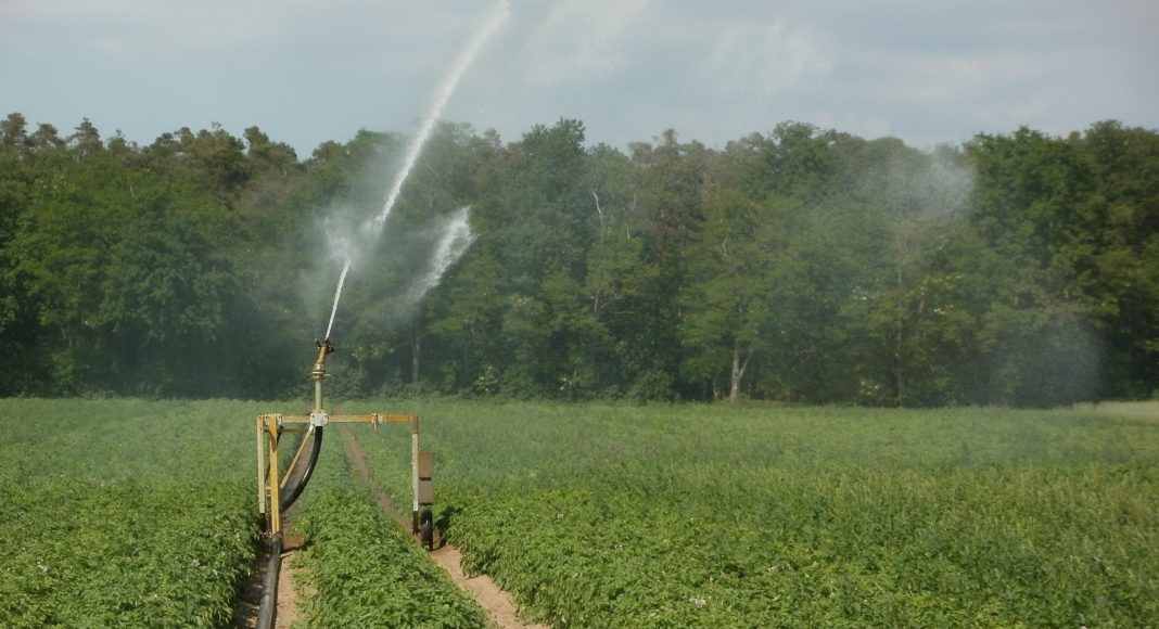 Potato field irrigation