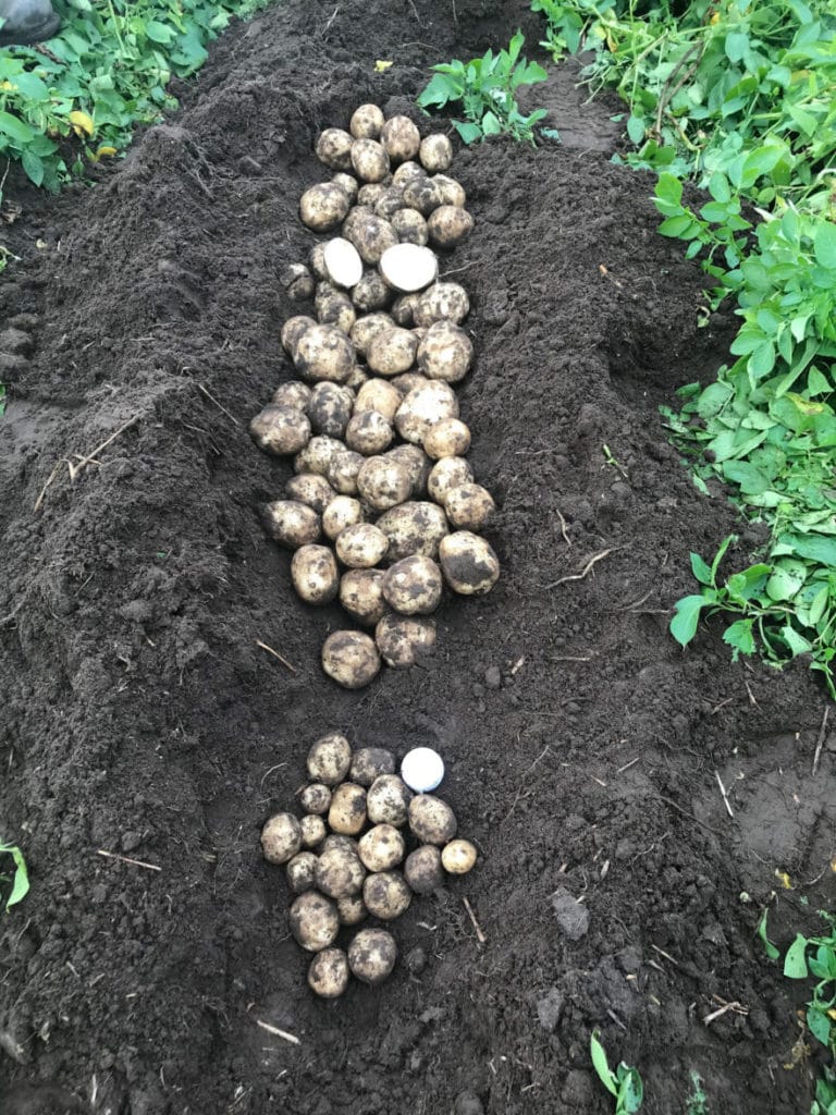 Field of SP327 potato variety