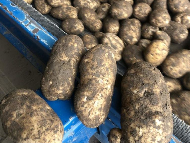 Long tubers in a round variety