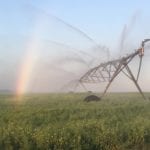 Saskatchewan irrigation canola