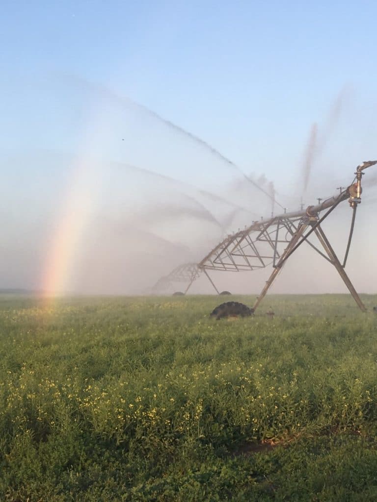 Irrigating potatoes in Saskatchewan