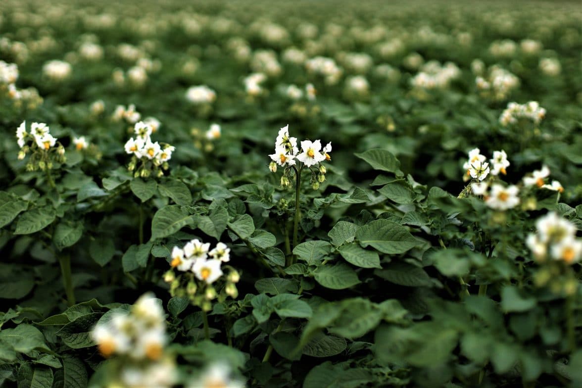 Flowering potato plant
