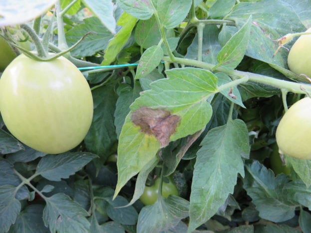 Foliar Late Blight on Tomato