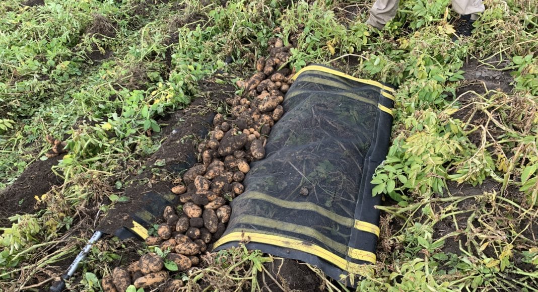 Potatoes being collected