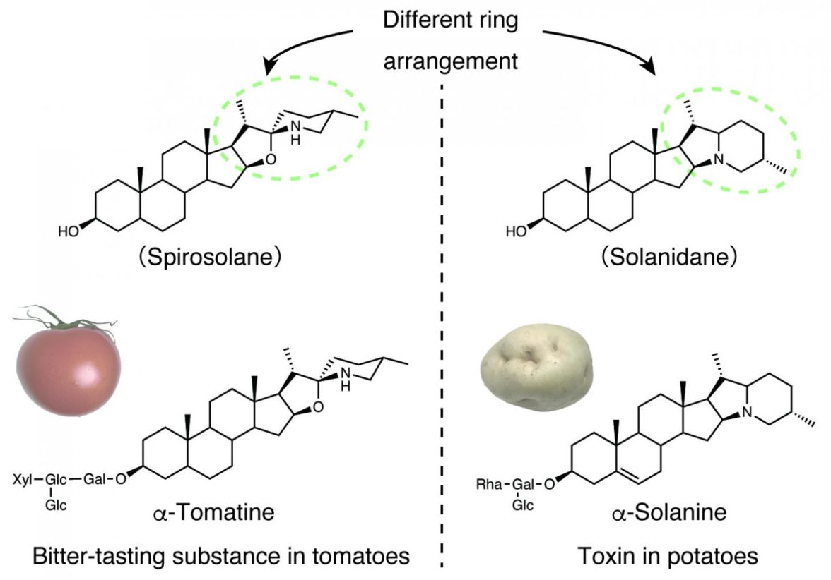 Chemical structures of SGAs in tomatoes and potatoes
