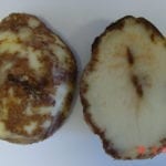 Potato tuber with late blight