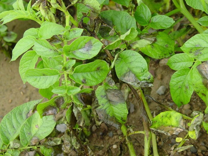 Irish Potato Famine Late Blight Strain Found on Six Continents