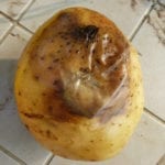 Soft rot in a potato tuber