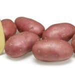 Alouette potato variety