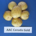 AAC Canada Gold-Dorée