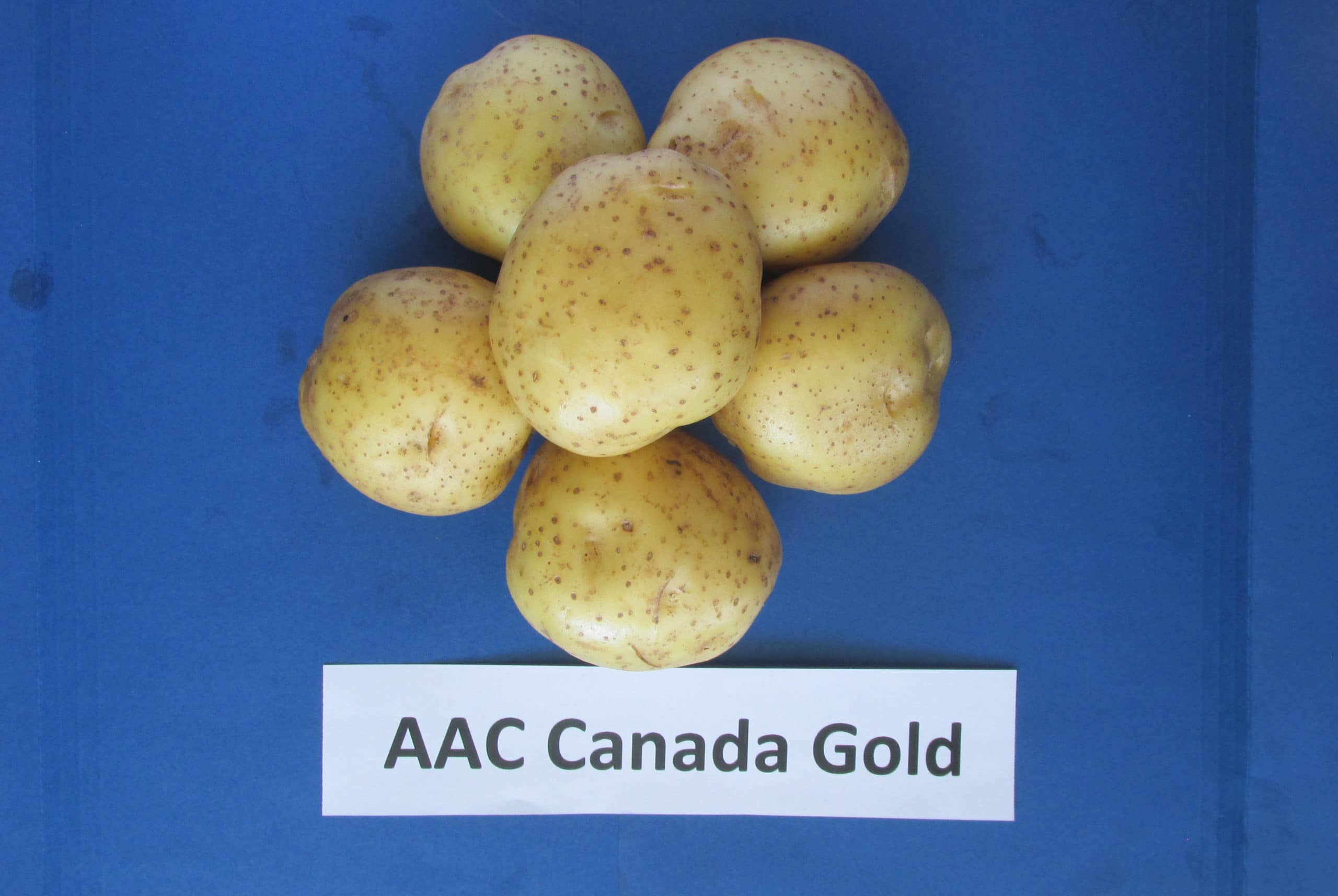 AAC Madam Blue potato variety