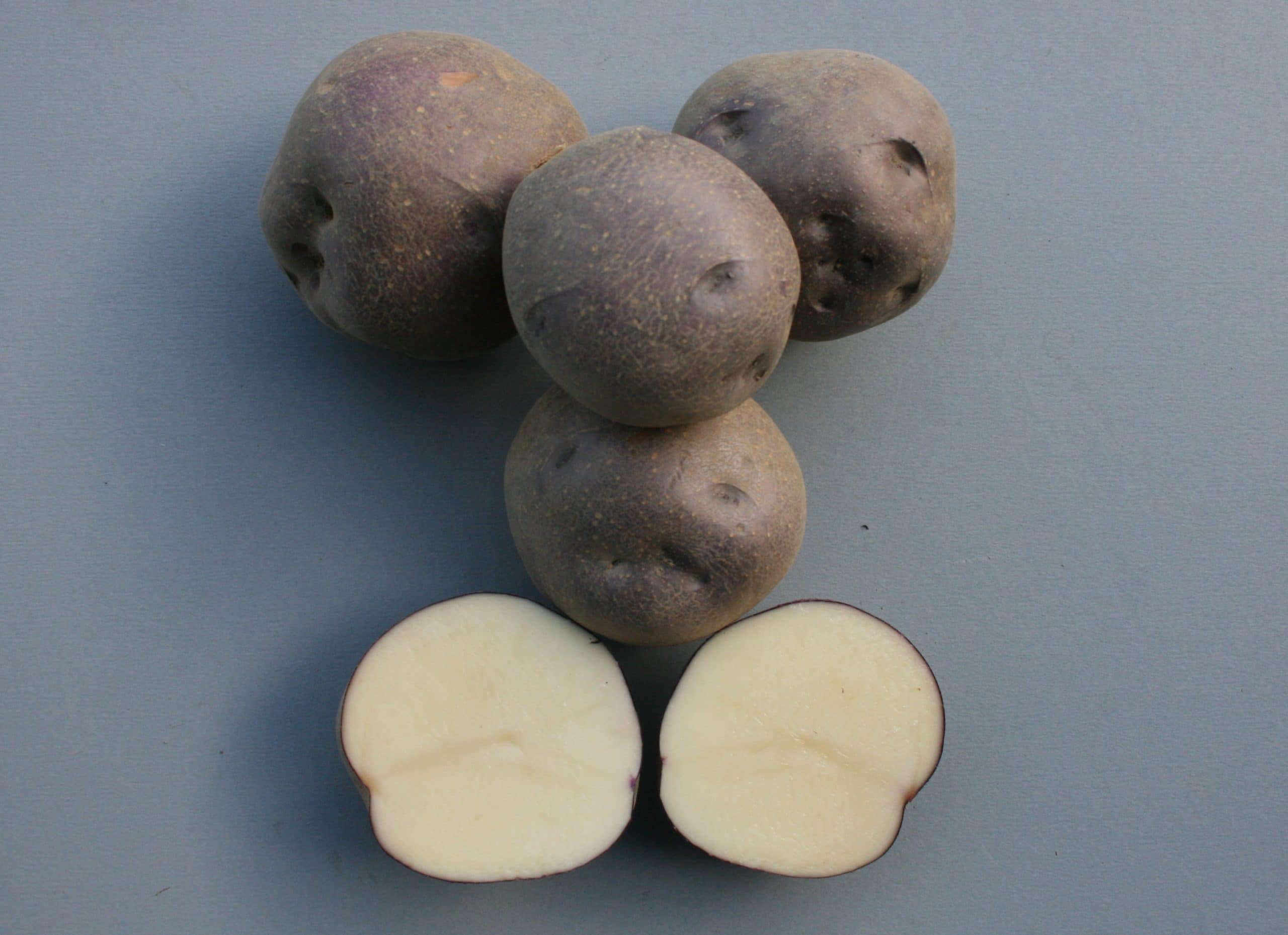 AAC Madam Blue potato variety
