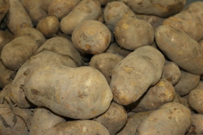 MCPA treated volunteer potatoes
