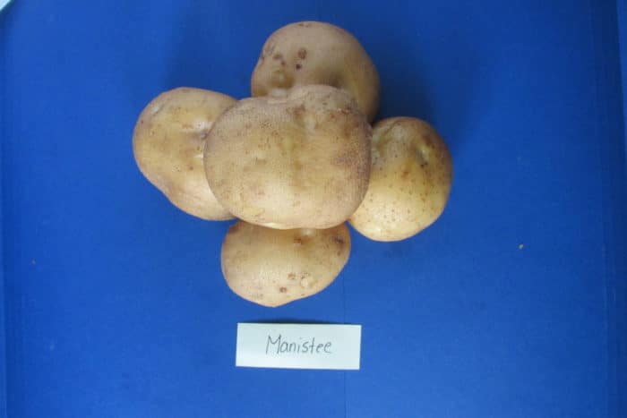 Manistee potato variety