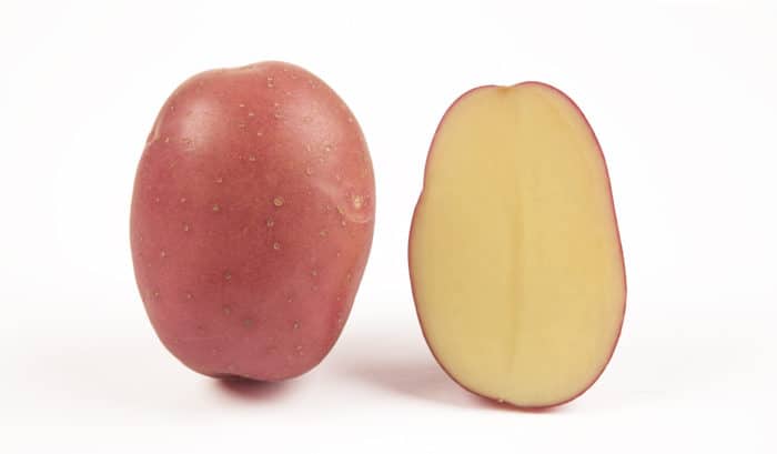 Torino potato variety