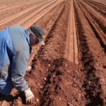 Potato field check